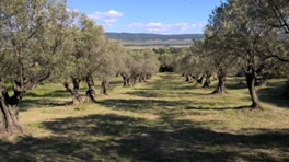 Olivettes en Haute Provence — Mées et Lurs